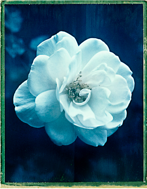 Floral #2