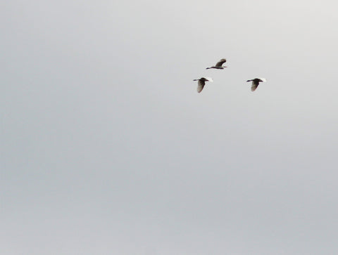 Three Little Birds
