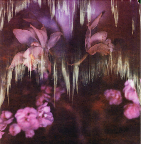 Orchid Inverted